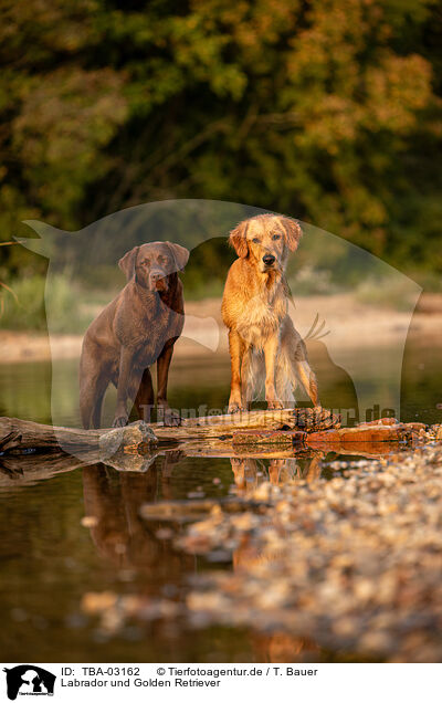 Labrador und Golden Retriever / Labrador and Golden Retriever / TBA-03162