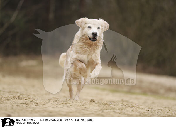 Golden Retriever / Golden Retriever / KB-17565