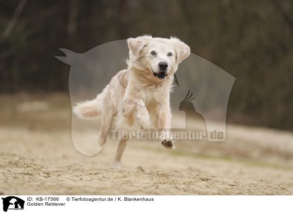 Golden Retriever / Golden Retriever / KB-17566