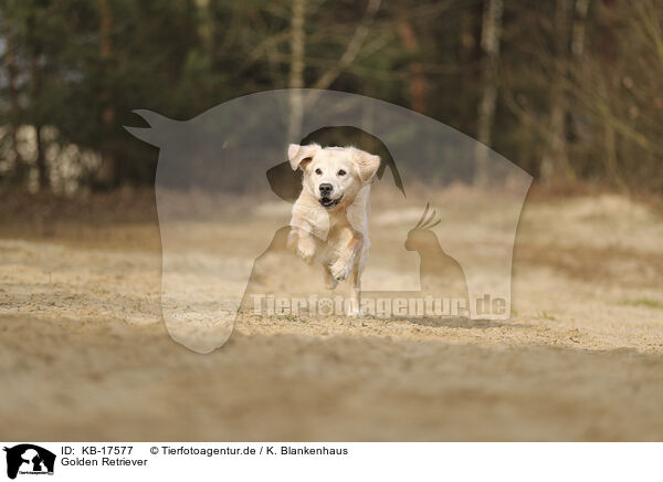Golden Retriever / Golden Retriever / KB-17577