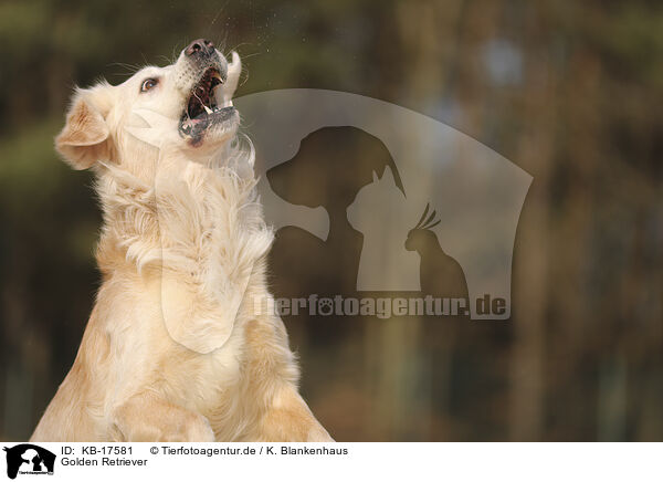 Golden Retriever / Golden Retriever / KB-17581