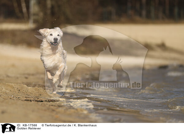 Golden Retriever / Golden Retriever / KB-17588