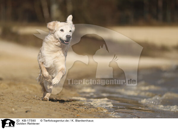 Golden Retriever / Golden Retriever / KB-17590