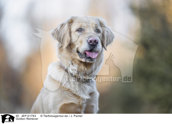 Golden Retriever / Golden Retriever / JEP-01783