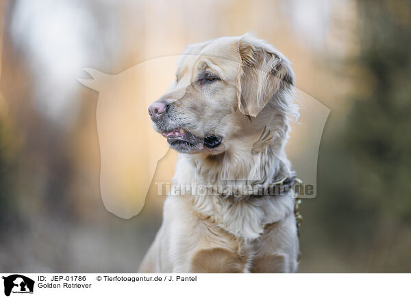 Golden Retriever / JEP-01786