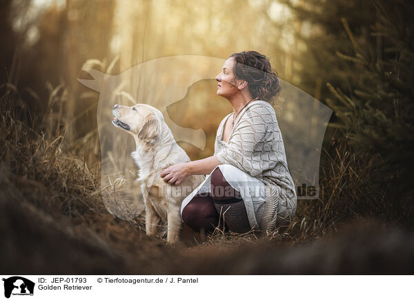 Golden Retriever / Golden Retriever / JEP-01793