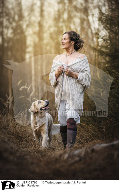 Golden Retriever / JEP-01796