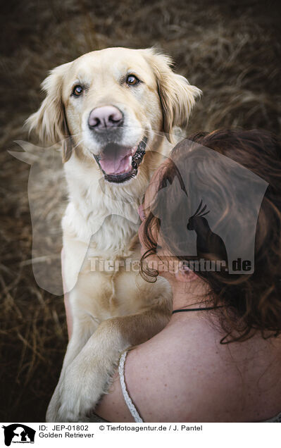Golden Retriever / Golden Retriever / JEP-01802