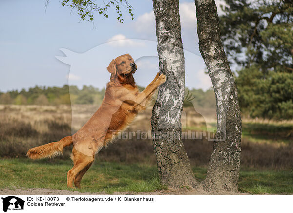 Golden Retriever / Golden Retriever / KB-18073