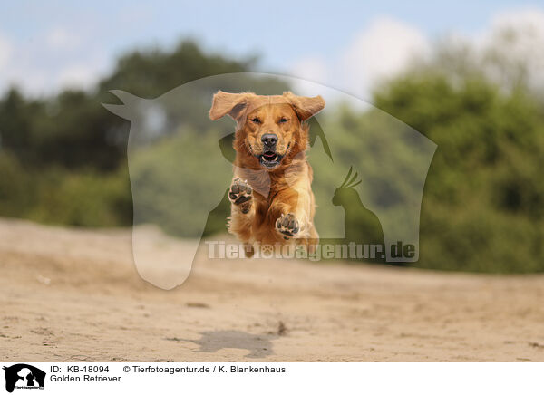 Golden Retriever / KB-18094