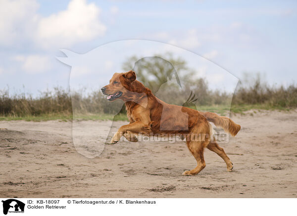 Golden Retriever / Golden Retriever / KB-18097