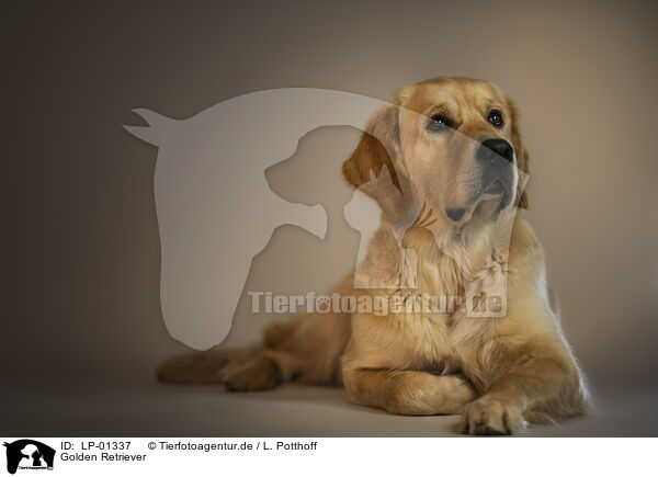 Golden Retriever / Golden Retriever / LP-01337