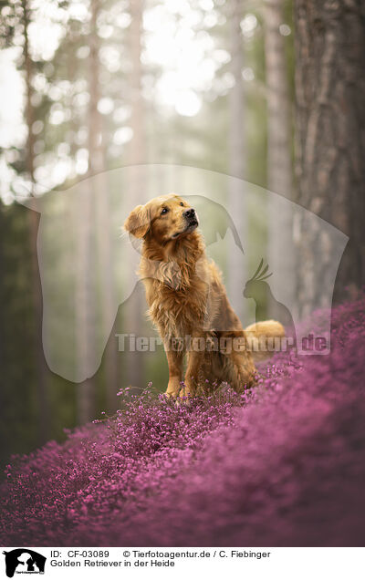 Golden Retriever in der Heide / Golden Retriever in the heath / CF-03089
