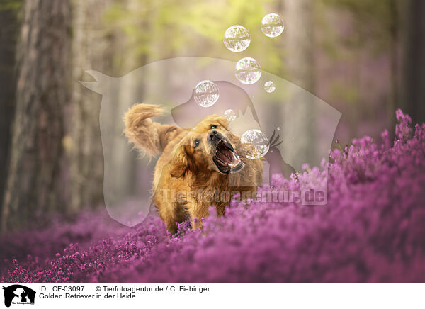 Golden Retriever in der Heide / Golden Retriever in the heath / CF-03097