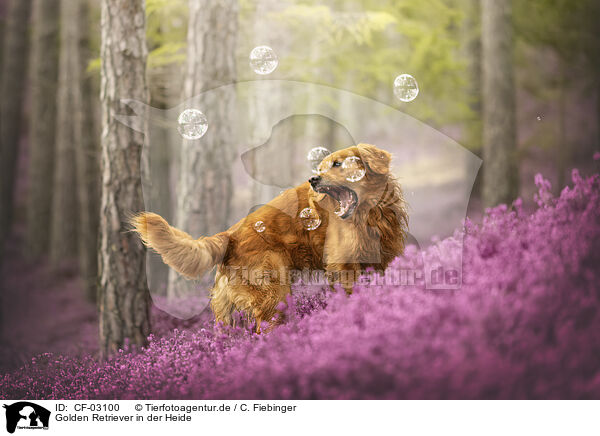 Golden Retriever in der Heide / CF-03100