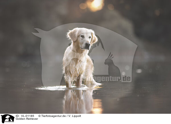 Golden Retriever / Golden Retriever / VL-01185