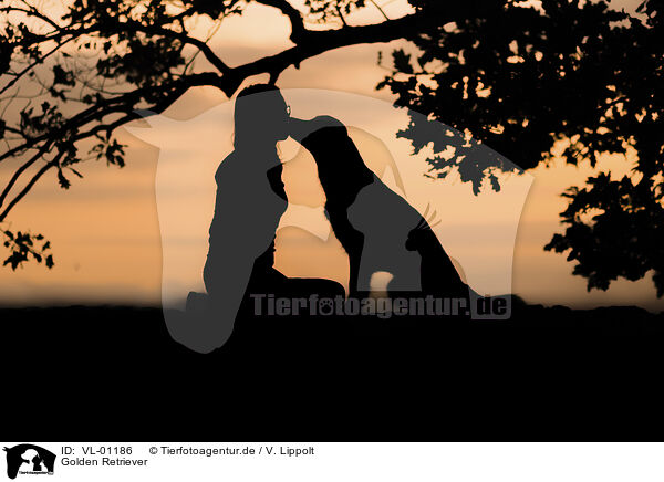 Golden Retriever / Golden Retriever / VL-01186