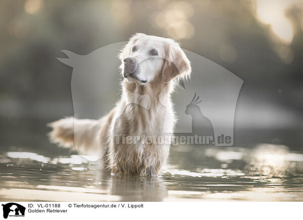 Golden Retriever / Golden Retriever / VL-01188
