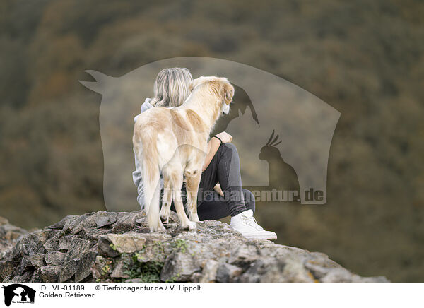 Golden Retriever / Golden Retriever / VL-01189