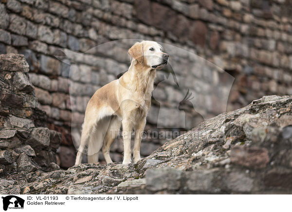 Golden Retriever / Golden Retriever / VL-01193