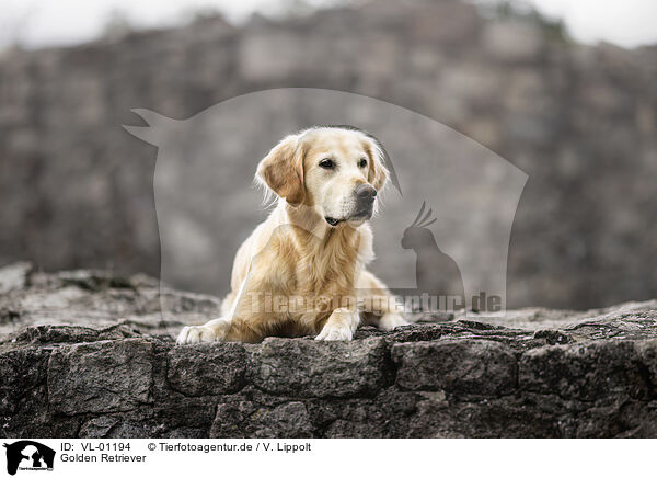 Golden Retriever / Golden Retriever / VL-01194