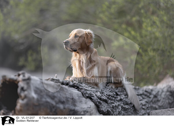 Golden Retriever / Golden Retriever / VL-01207