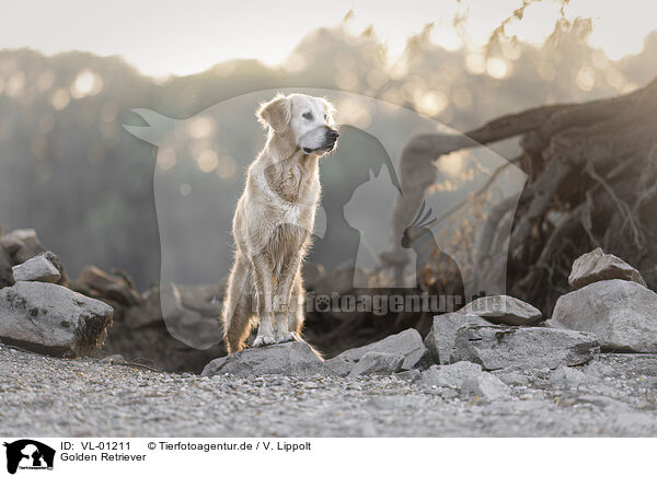 Golden Retriever / Golden Retriever / VL-01211