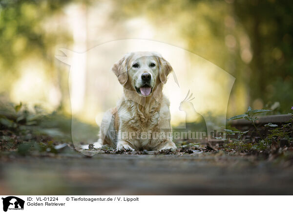 Golden Retriever / Golden Retriever / VL-01224