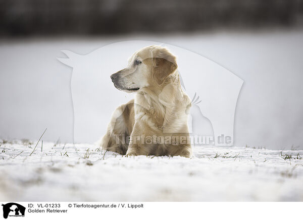 Golden Retriever / Golden Retriever / VL-01233