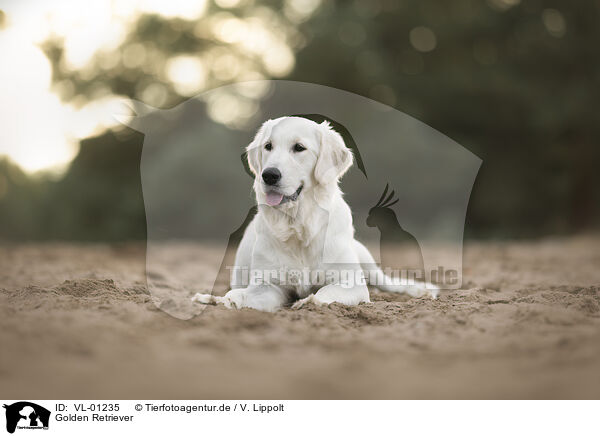 Golden Retriever / Golden Retriever / VL-01235