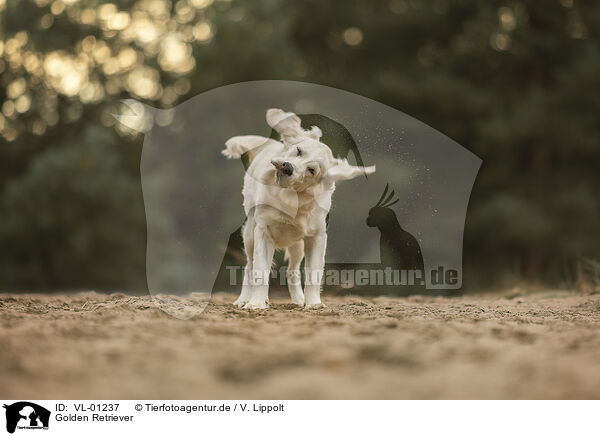 Golden Retriever / Golden Retriever / VL-01237