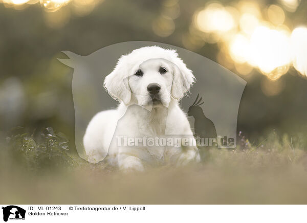 Golden Retriever / VL-01243