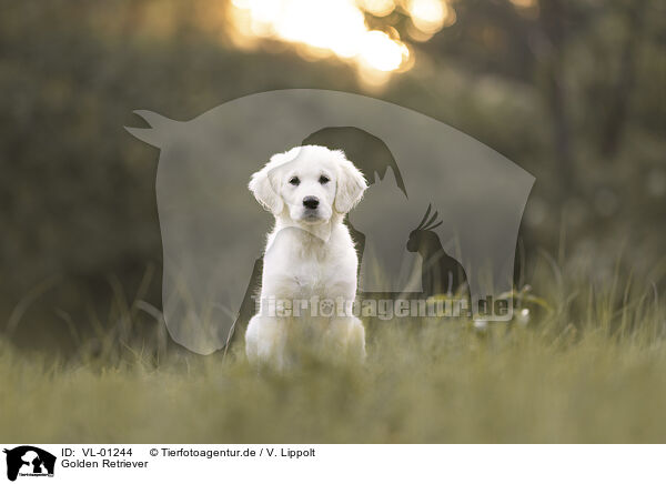 Golden Retriever / VL-01244