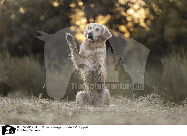 Golden Retriever / VL-01254