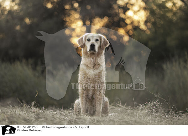 Golden Retriever / VL-01255