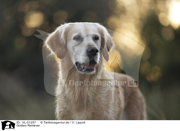 Golden Retriever / VL-01257