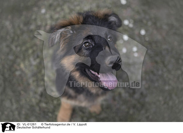 Deutscher Schferhund / German Shepherd / VL-01261