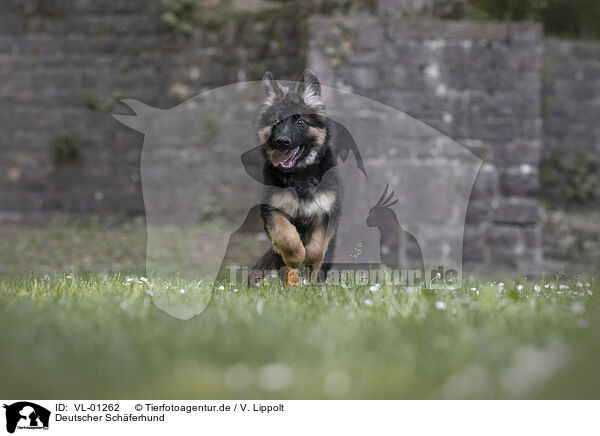 Deutscher Schferhund / German Shepherd / VL-01262