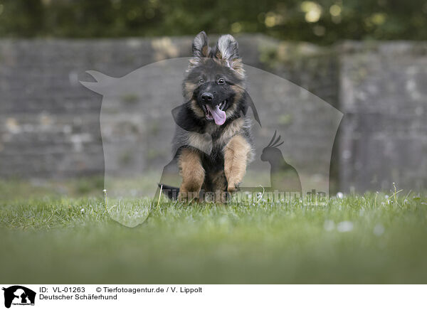 Deutscher Schferhund / German Shepherd / VL-01263