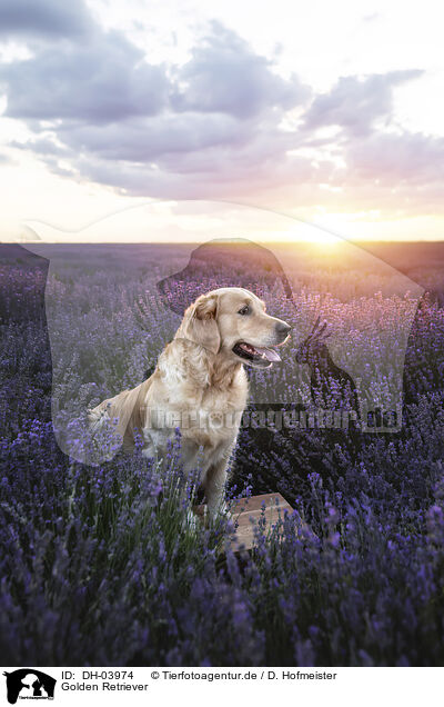 Golden Retriever / Golden Retriever / DH-03974