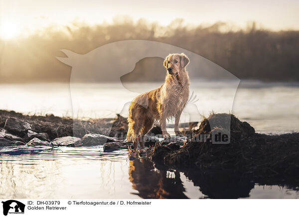 Golden Retriever / Golden Retriever / DH-03979