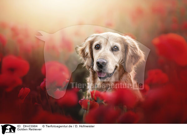 Golden Retriever / Golden Retriever / DH-03984
