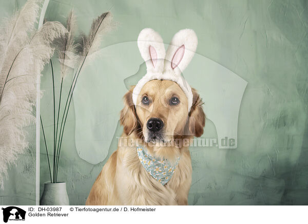 Golden Retriever / Golden Retriever / DH-03987