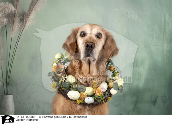 Golden Retriever / Golden Retriever / DH-03989
