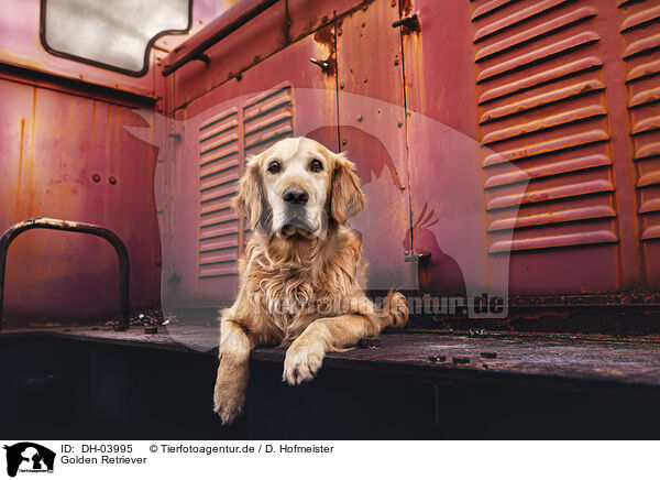 Golden Retriever / Golden Retriever / DH-03995