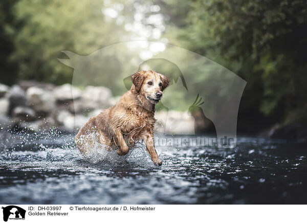 Golden Retriever / Golden Retriever / DH-03997