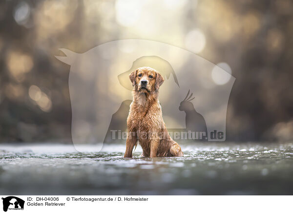 Golden Retriever / Golden Retriever / DH-04006