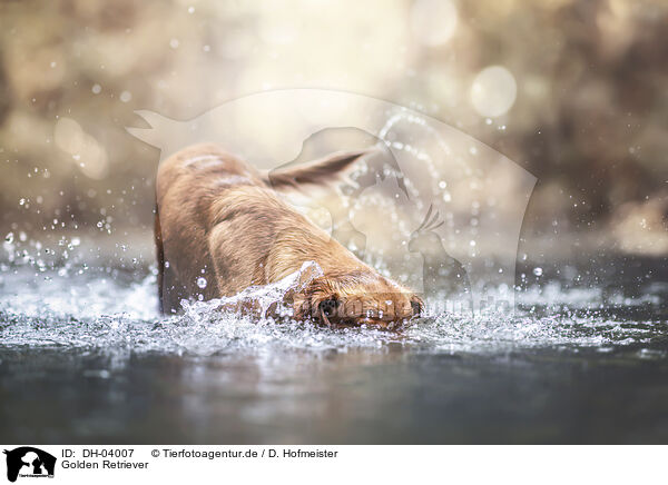 Golden Retriever / Golden Retriever / DH-04007