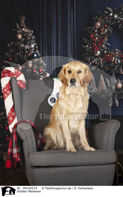 Golden Retriever / Golden Retriever / DH-04014
