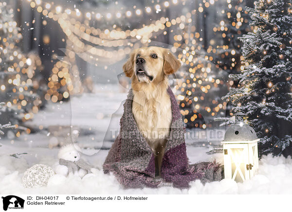Golden Retriever / Golden Retriever / DH-04017
